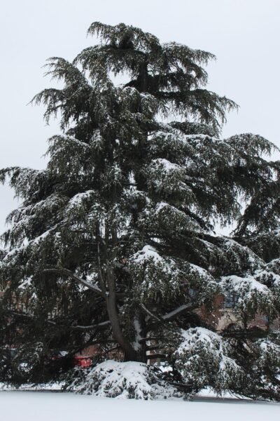 Cedrus libani ssp. stenocoma ′Purdue Hardy′ - Tree in Winter
