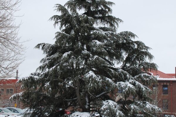 Cedrus libani ssp. stenocoma ′Purdue Hardy′ - Tree in Winter