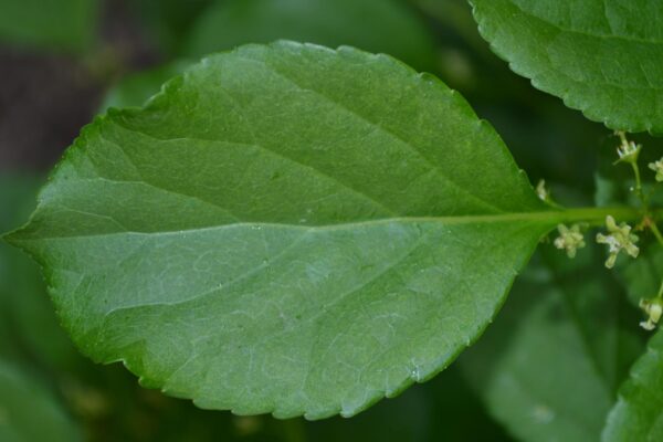 Celastrus scandens - Leaf