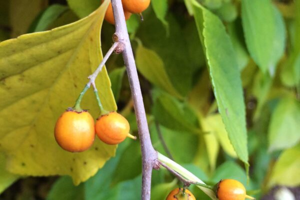 Celastrus scandens - Mature Fruit