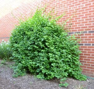 Celastrus scandens - Vine Habit