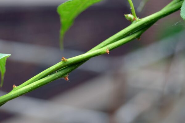 Celastrus scandens - Thorns