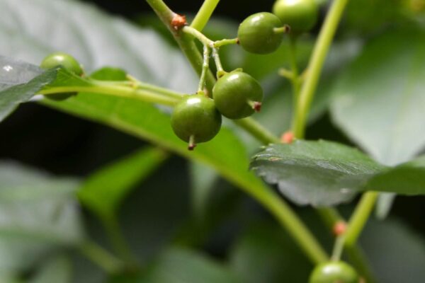 Celastrus scandens - Immature Fruit