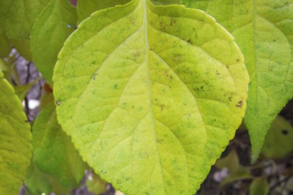 Celastrus scandens - Fall Foliage