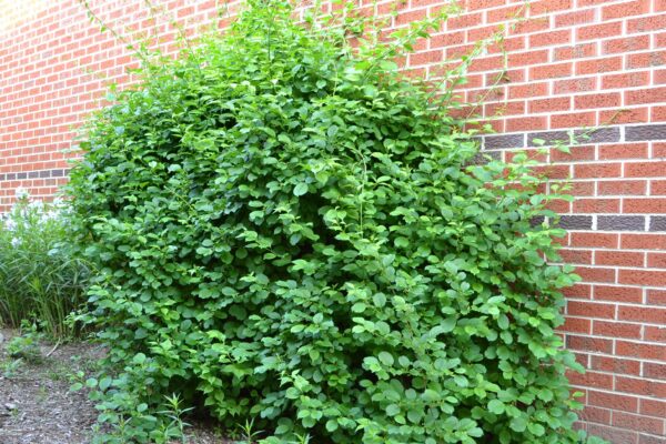 Celastrus scandens - Vine Habit