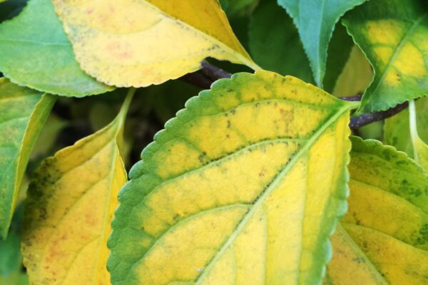 Celastrus scandens - Fall Foliage