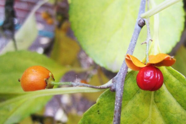 Celastrus scandens - Mature Fruit