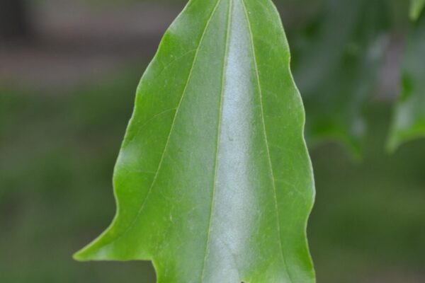 Acer buergerianum - Leaf