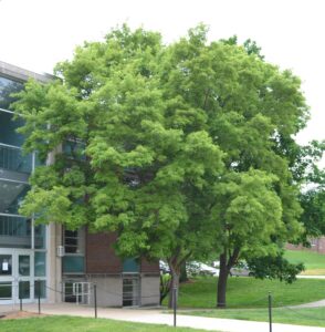 Acer buergerianum - Overall Tree