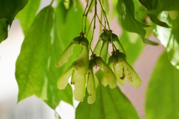 Acer buergerianum - Samara Fruit