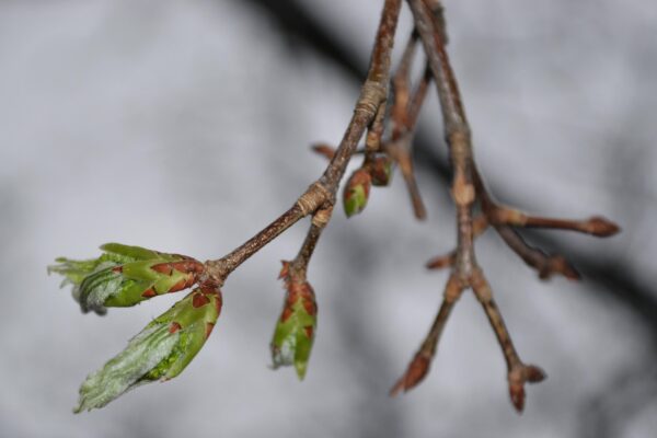 Acer buergerianum - Leaf Buds