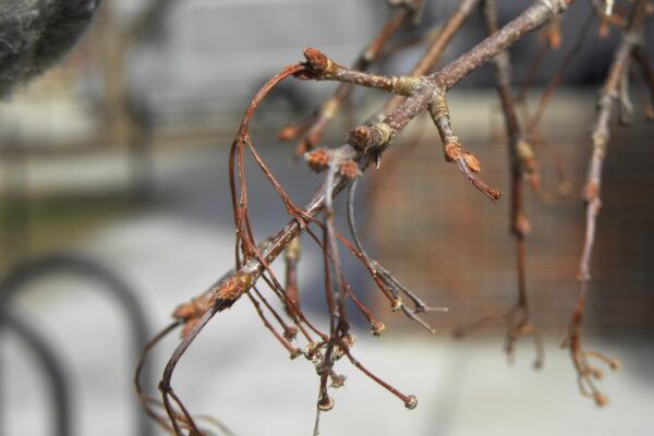 Acer buergerianum - Buds