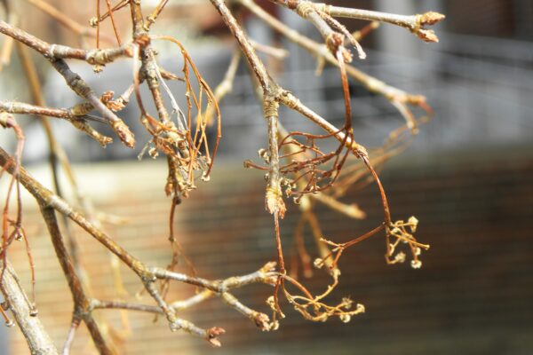 Acer buergerianum - Buds