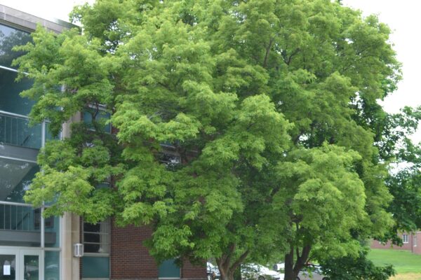 Acer buergerianum - Overall Tree