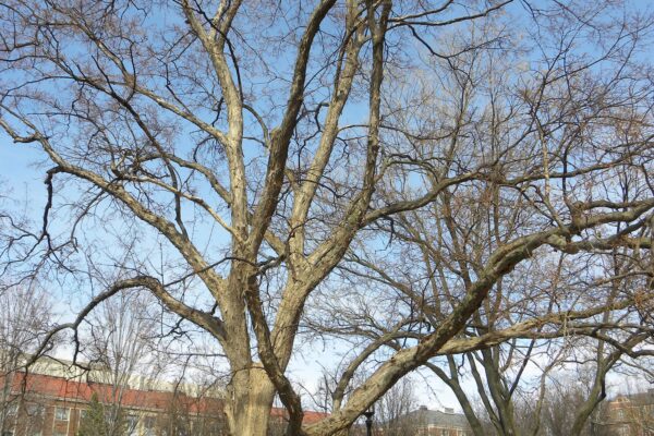 Acer buergerianum - Winter Habit