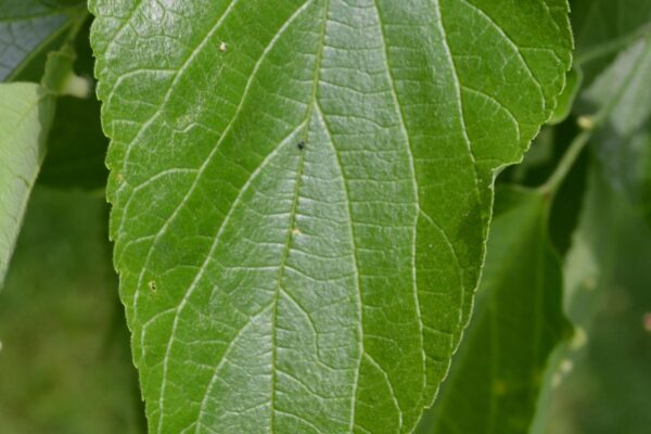 Celtis occidentalis - Leaf