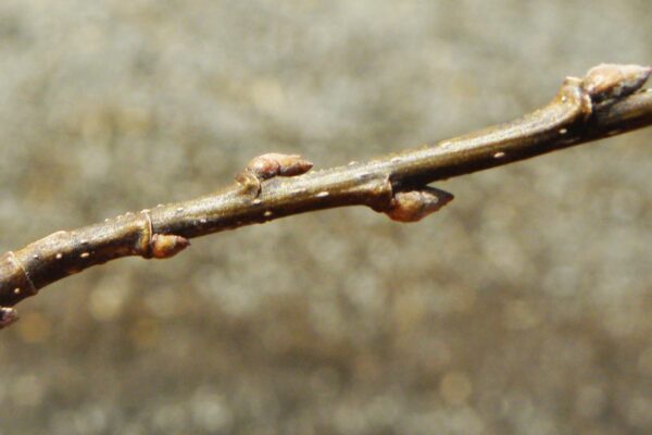 Celtis occidentalis - Buds