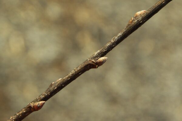 Celtis occidentalis - Buds