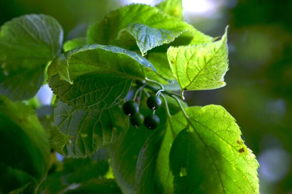 Celtis occidentalis - Unripe Fruit