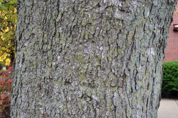 Celtis occidentalis - Bark