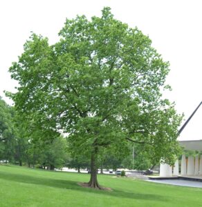 Celtis occidentalis - Overall Habit