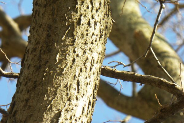 Celtis occidentalis - Young Bark