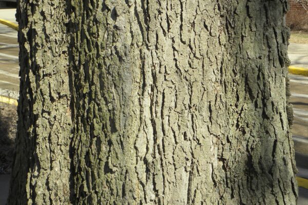 Celtis occidentalis - Bark