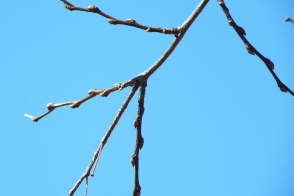 Celtis occidentalis - Buds