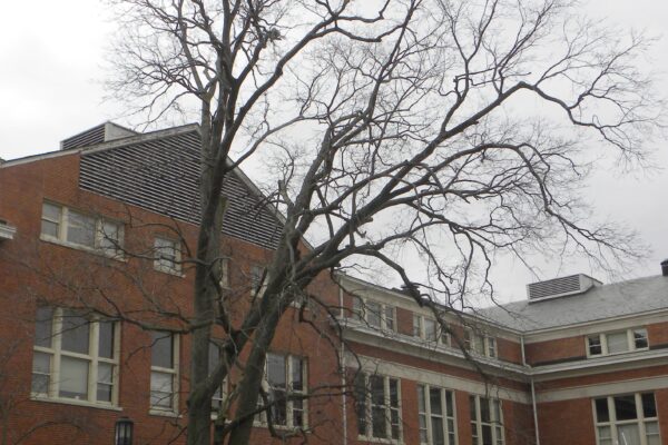 Celtis occidentalis - Winter Habit