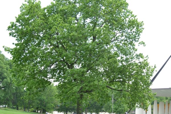 Celtis occidentalis - Overall Habit