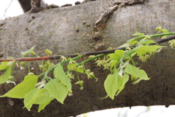 Celtis occidentalis - Flowers and Foliage