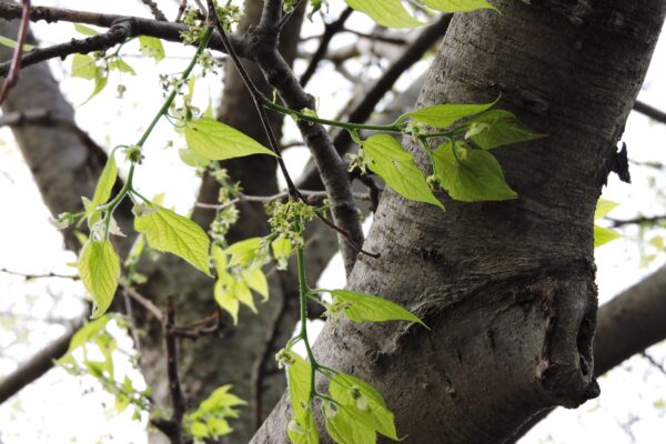 Celtis occidentalis - Flowers and Foliage