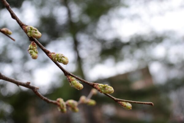 Celtis occidentalis - Emerging Flower Buds