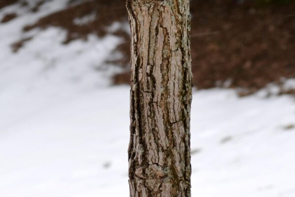 Celtis occidentalis ′Prairie Pride′ - Bark