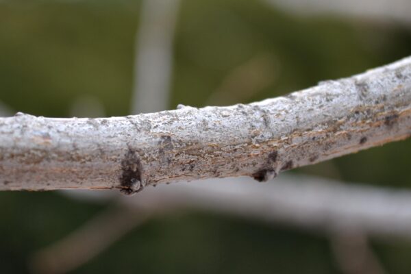 Celtis occidentalis ′Prairie Pride′ - Bark