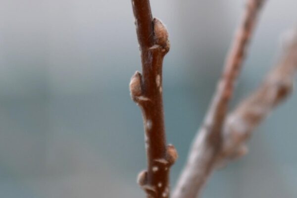 Celtis occidentalis ′Prairie Pride′ - Buds