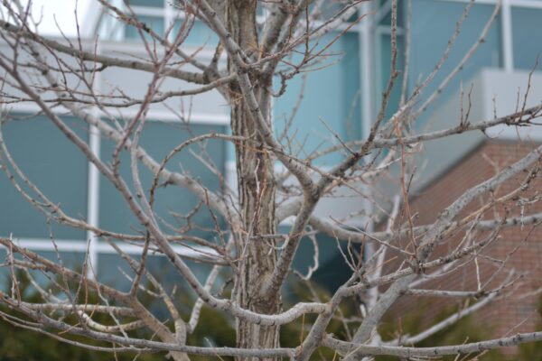Celtis occidentalis ′Prairie Pride′ - Branches