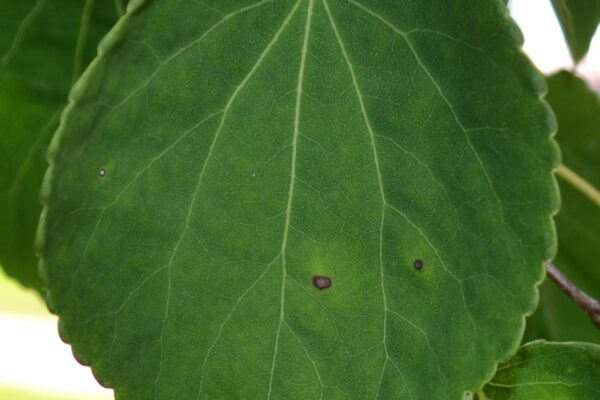 Cercidiphyllum japonicum - Leaf