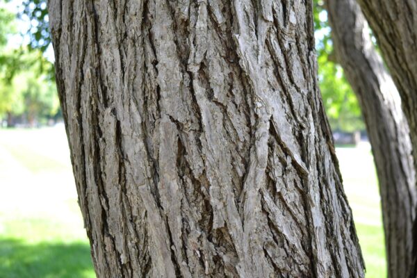 Cercidiphyllum japonicum - Bark