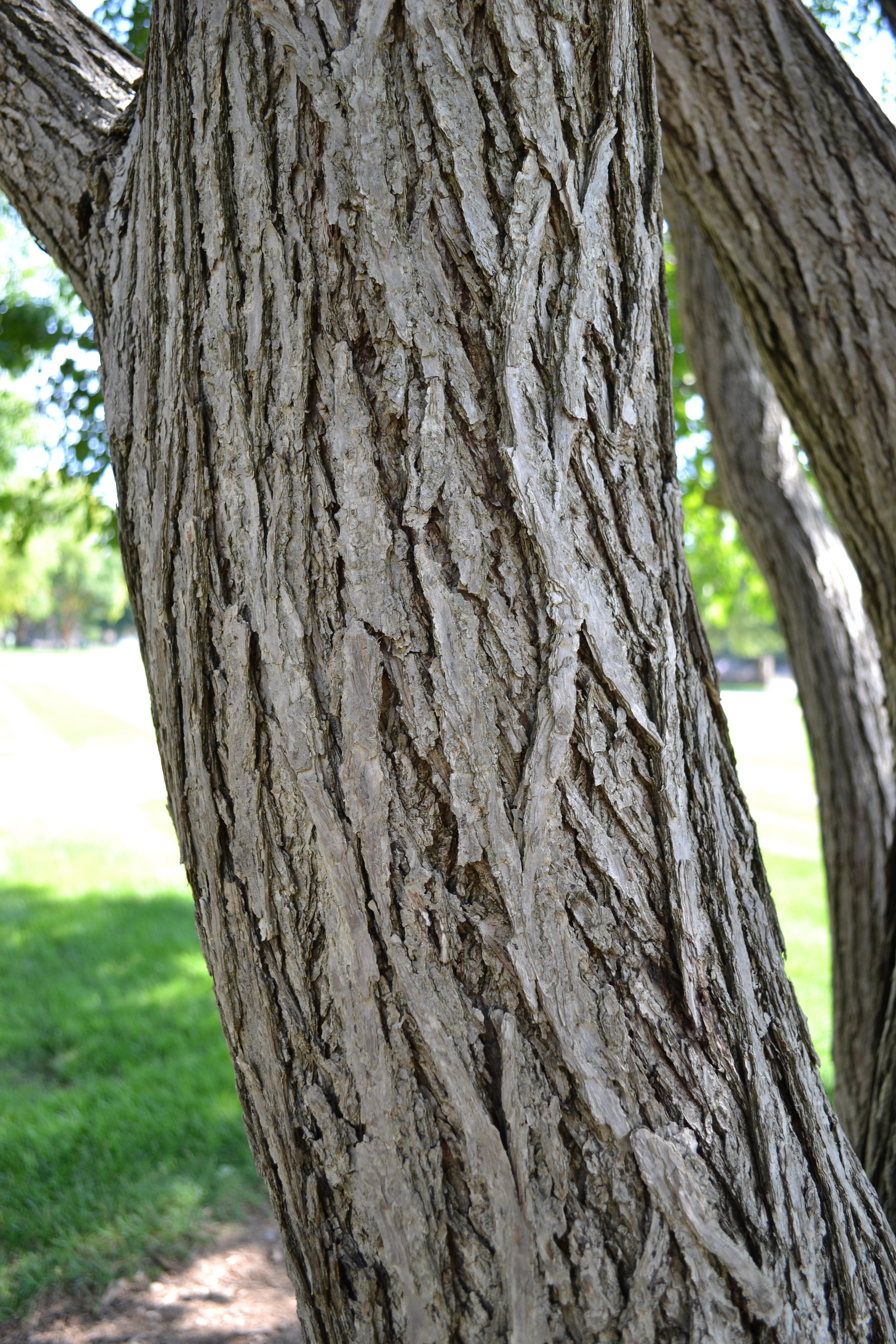 cercidiphyllum-japonicum-katsuratree-purdue-arboretum-explorer