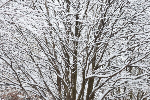 Cercidiphyllum japonicum - Winter Interest