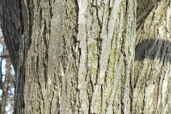 Cercidiphyllum japonicum - Bark