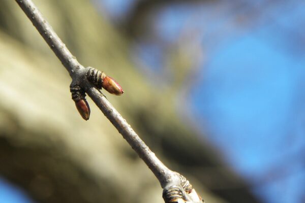 Cercidiphyllum japonicum - Buds