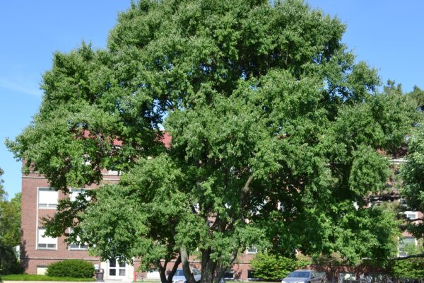 Cercidiphyllum japonicum - Overall Tree in Summer