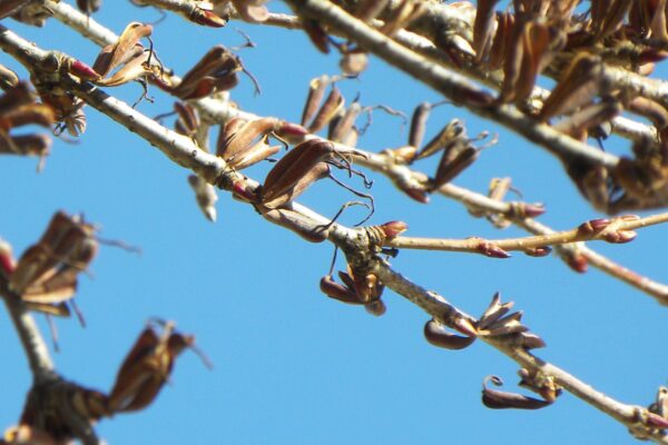 Cercidiphyllum japonicum - Seed Pods