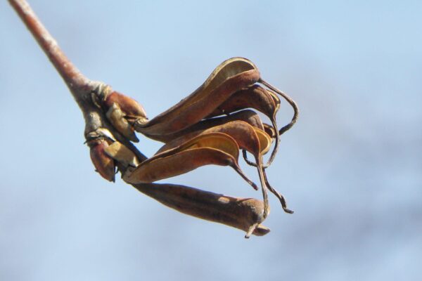 Cercidiphyllum japonicum - Seed Pods