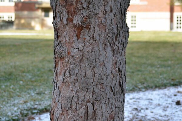 Cercis canadensis - Bark