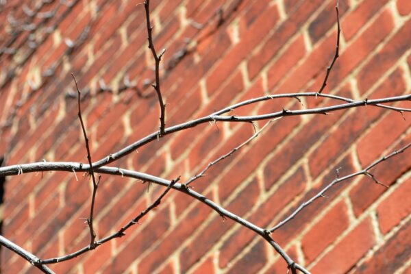 Cercis canadensis - Twig in Winter