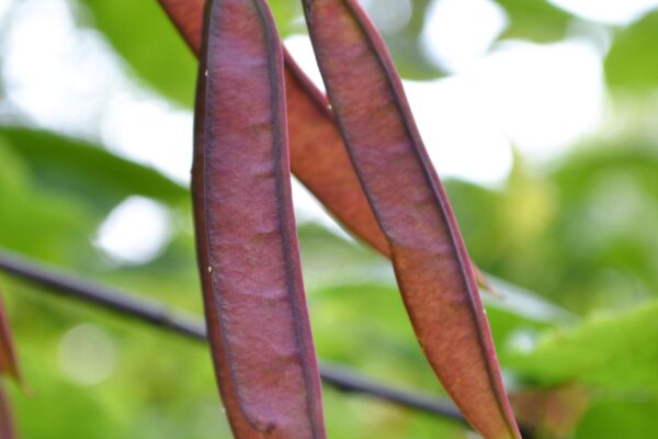 Cercis canadensis - Fruit