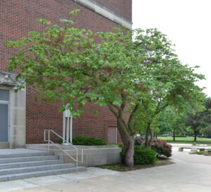 Cercis canadensis - Overall Habit